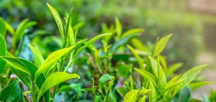 Nahaufnahme von jungen Grünteeblättern und frischen Grünteeblättern auf der Teeplantage. foto