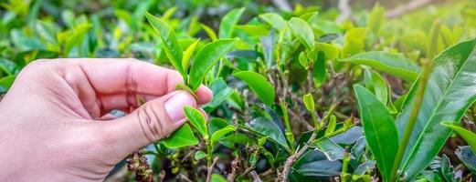 Nahaufnahme von jungen Grünteeblättern und frischen Grünteeblättern auf der Teeplantage. foto