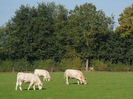 Weiße Kühe in Deutschland foto