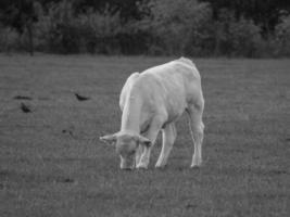 Kühe in Westfalen foto