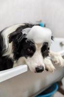 Das lustige Innenporträt des Border-Collie-Welpen, der im Bad sitzt, bekommt ein Schaumbad, das mit Shampoo duscht. Süßer kleiner Hund nass in der Badewanne im Pflegesalon. sauberer hund mit lustiger schaumseife auf dem kopf. foto