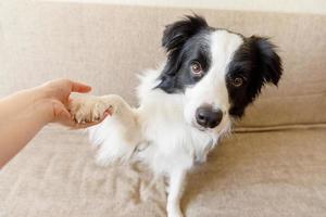 lustiges Porträt eines süßen Hündchen-Border-Collie auf der Couch, die Pfote gibt. Hundepfote und menschliche Hand beim Händedruck. Besitzertrainingstrick mit Hundefreund zu Hause drinnen. Freundschaft Liebe Support Team Konzept. foto