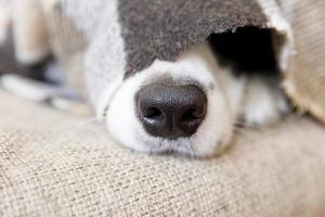 lustiger Porträt-Hündchen-Border-Collie, der drinnen auf der Couch unter Plaid liegt. hundenase ragt unter dem plaid aus der nähe hervor. Das Haustier hält sich bei kaltem Winterwetter unter der Decke warm. tierpflege tierleben. foto