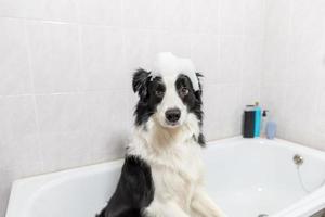 Das lustige Innenporträt des Border-Collie-Welpen, der im Bad sitzt, bekommt ein Schaumbad, das mit Shampoo duscht. Süßer kleiner Hund nass in der Badewanne im Pflegesalon. sauberer hund mit lustiger schaumseife auf dem kopf. foto