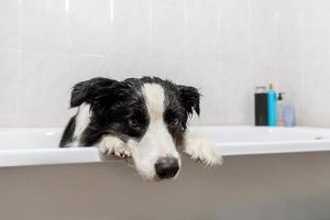 Das lustige Innenporträt des Border-Collie-Welpen, der im Bad sitzt, bekommt ein Schaumbad, das mit Shampoo duscht. Süßer kleiner Hund nass in der Badewanne im Pflegesalon. Schmutziger Hund im Badezimmer waschen. foto