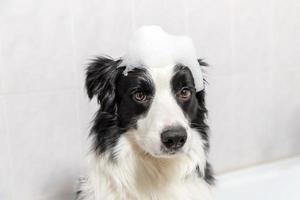 Das lustige Innenporträt des Border-Collie-Welpen, der im Bad sitzt, bekommt ein Schaumbad, das mit Shampoo duscht. Süßer kleiner Hund nass in der Badewanne im Pflegesalon. sauberer hund mit lustiger schaumseife auf dem kopf. foto