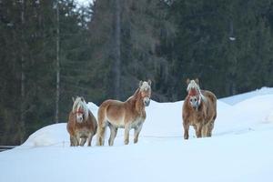 Pferdeporträt auf dem weißen Schnee, während er dich ansieht foto