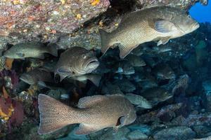 Zackenbarsch Süßlippen Fischschwarm unter Wasser foto