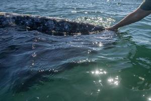 Grauwalbeobachtung in Baja California foto