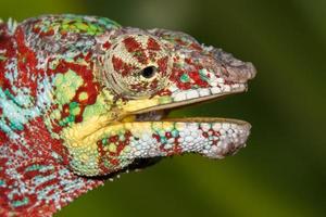 Madagaskar Chamaleon auf einem Baumhintergrund foto