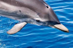 Delphin beim Springen in das tiefblaue Meer foto