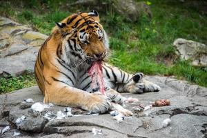 Sibirischer Tiger, während er isst und dich ansieht foto