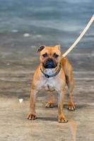 junger Pitbull-Hündchen auf der Messe foto