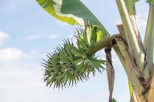 Bananen an einem Baum, der nicht erntereif ist foto