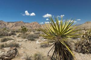 Arizona-Landschaftsansicht foto