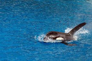 Killerwal Orca beim Schwimmen foto