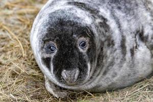 Kegelrobbenwelpe beim Entspannen am Strand in Großbritannien foto