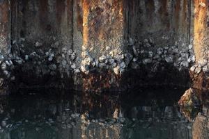 Muscheln im Hafen von Venedig Lagune Chioggia foto