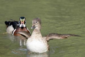 Ente beim Starten foto