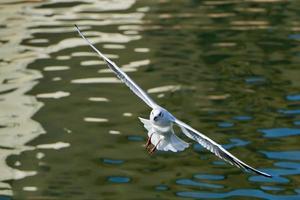 isolierte Möwe, die zu dir kommt foto