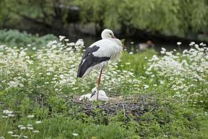 Storch mit Welpenbaby in seinem Nest auf dem Gänseblümchenhintergrund foto