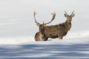 Hirsch auf dem Schneehintergrund foto