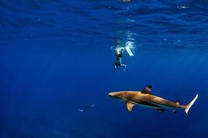 menschen, die mit haien im blauen ozean von polynesien schnorcheln foto
