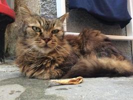 Katze mit Fisch beim Ausruhen im Hafen von Vernazza foto