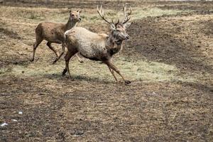 Hirsch auf dem Grashintergrund foto