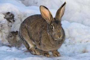 Kaninchen Nahaufnahme Porträt auf Schnee Hintergrund foto