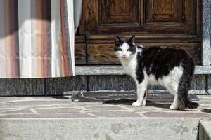 Katze, während sie dich ansieht foto