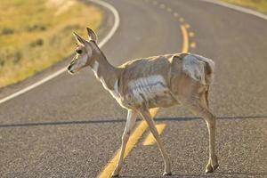 isolierte junge Pronghorn Hirsche beim Überqueren der Straße im Lamar Valley Yellowstone foto