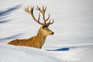 Hirschporträt auf dem Schnee- und Waldhintergrund foto