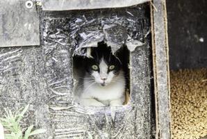 von der Straße verlassene Katzen foto