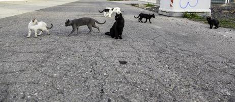 von der Straße verlassene Katzen foto