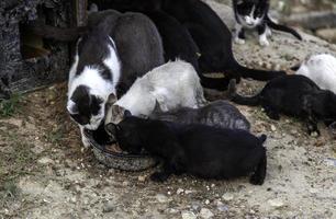 von der Straße verlassene Katzen foto