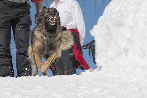 Hund beim Laufen auf dem Schnee foto