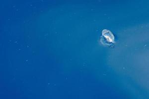 Velella-Quallen auf tiefblauem Meeresrücken foto