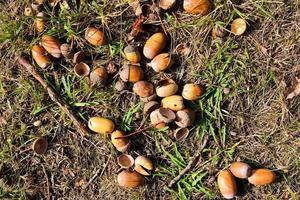 detaillierte nahaufnahme auf einer waldbodenstruktur mit moos und zweigen foto