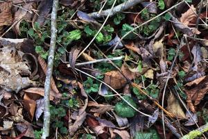 detaillierte nahaufnahme auf einer waldbodenstruktur mit moos und zweigen foto