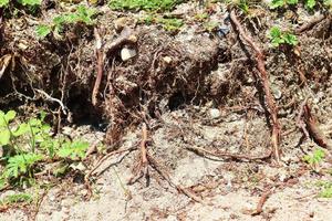 detaillierte nahaufnahme auf einer waldbodenstruktur mit moos und zweigen foto