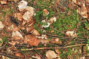 detaillierte nahaufnahme auf einer waldbodenstruktur mit moos und zweigen foto