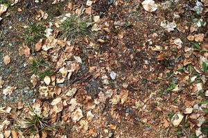 detaillierte nahaufnahme auf einer waldbodenstruktur mit moos und zweigen foto