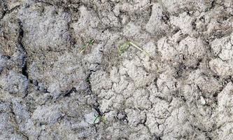 detaillierte Nahaufnahme auf trockenen landwirtschaftlichen Flächen und Hektar in hoher Auflösung foto