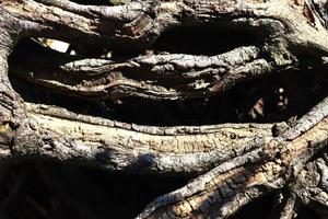 detaillierte nahaufnahme auf einer waldbodenstruktur mit moos und zweigen foto