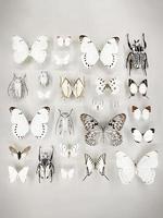 große Auswahl an schönen Schmetterlingen in einer Vitrine in einem Museum foto
