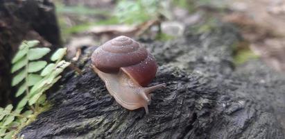 Foto einer Schnecke auf Holz.