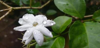 Jasminblüten mit weißer Farbe und Regentropfen foto