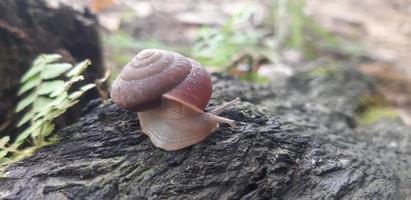 Foto einer Schnecke auf Holz.