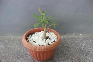 Nahaufnahme der japanischen Frangipani-Bonsai-Zierpflanze im Topf. der wissenschaftliche name ist adenium obesum. verwendet für Naturhintergrund. foto